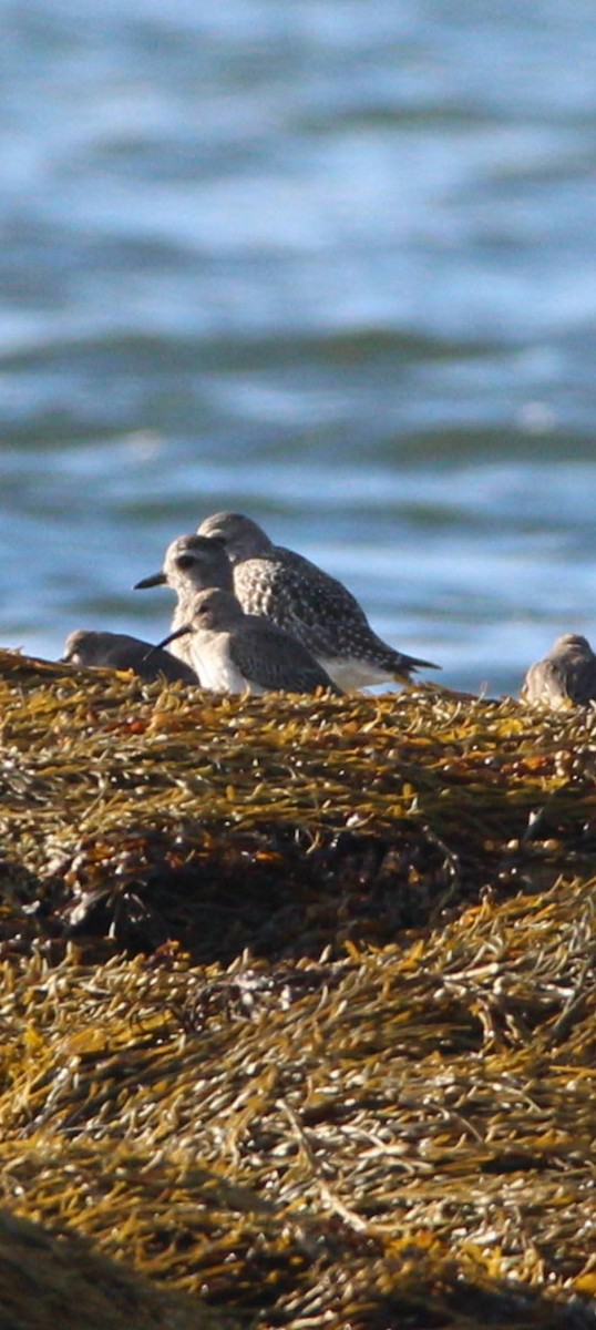 Dunlin - ML644006715