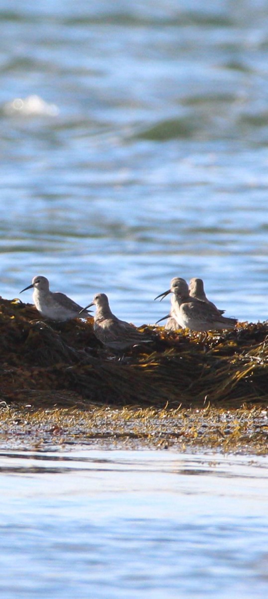 Dunlin - ML644006716