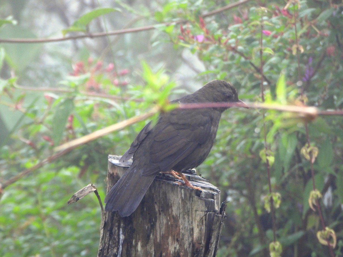 Merle lustré - ML644006723