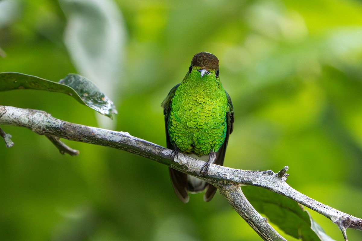 Coppery-headed Emerald - ML644006728