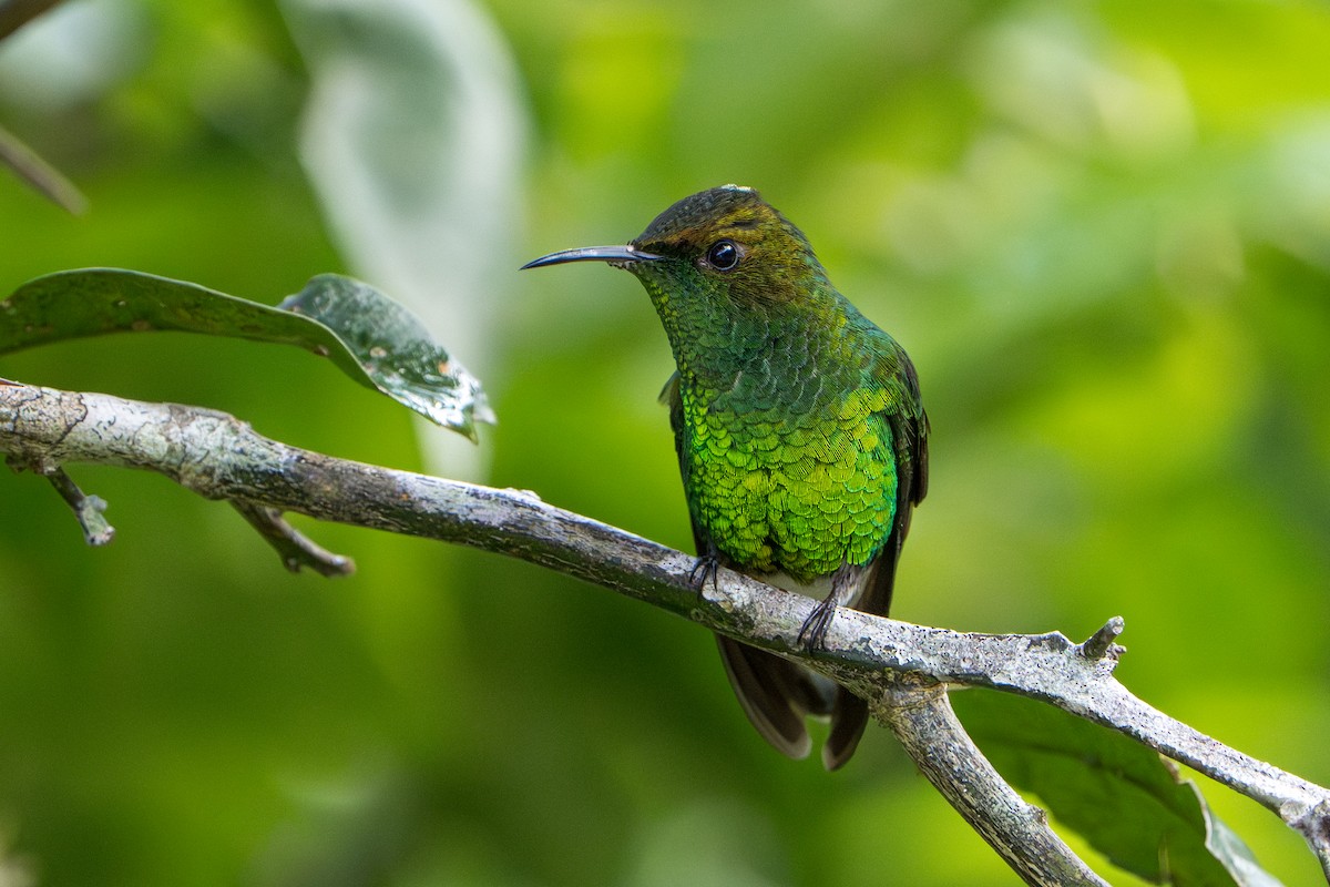 Coppery-headed Emerald - ML644006731