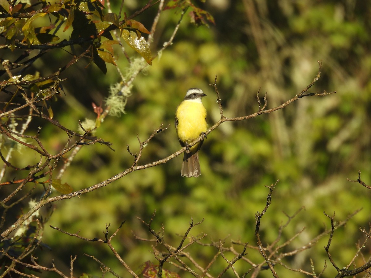 Social Flycatcher (Vermilion-crowned) - ML644006736
