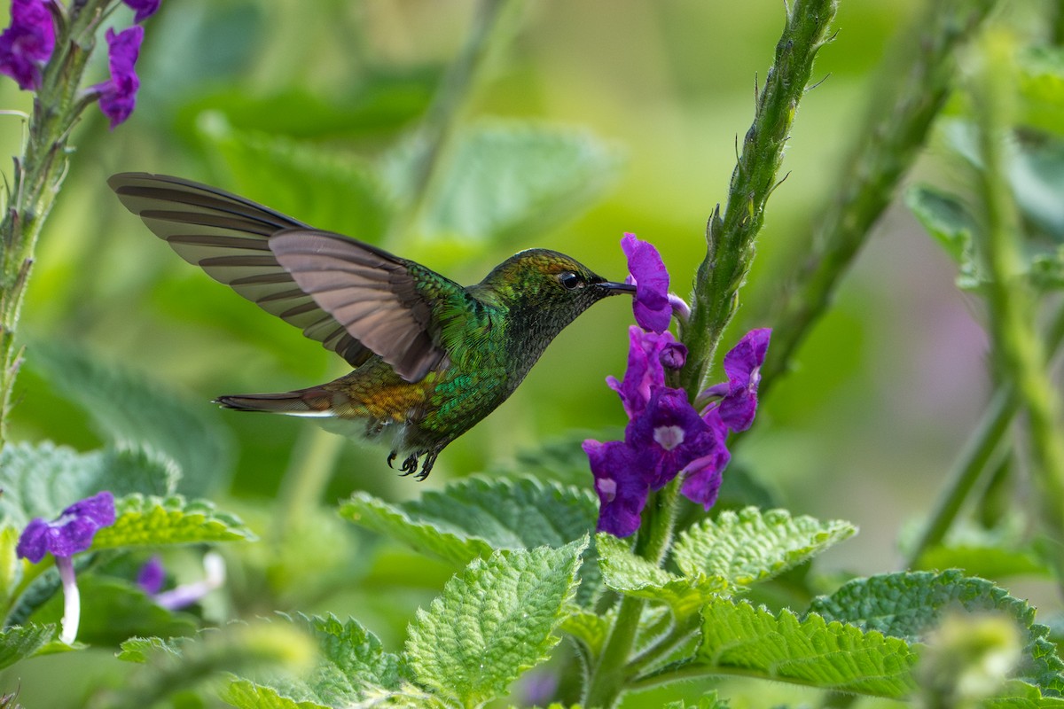 Coppery-headed Emerald - ML644006738