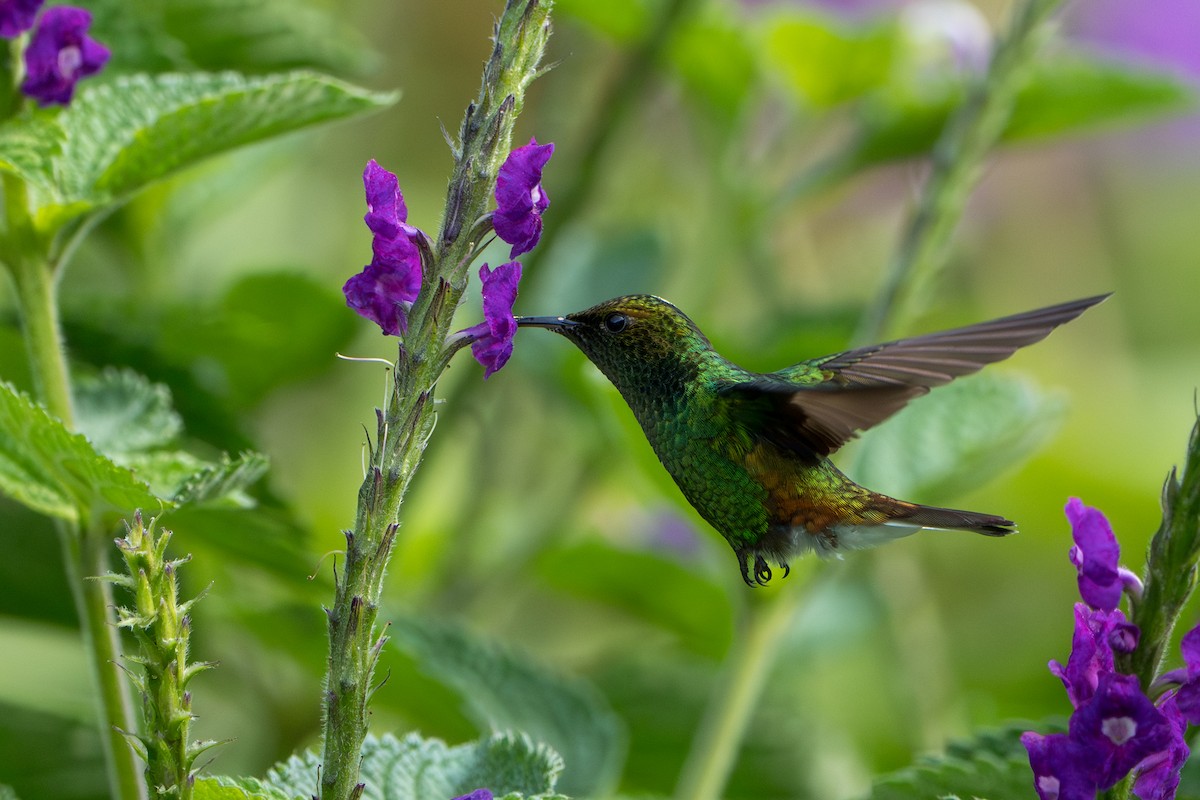 Coppery-headed Emerald - ML644006739