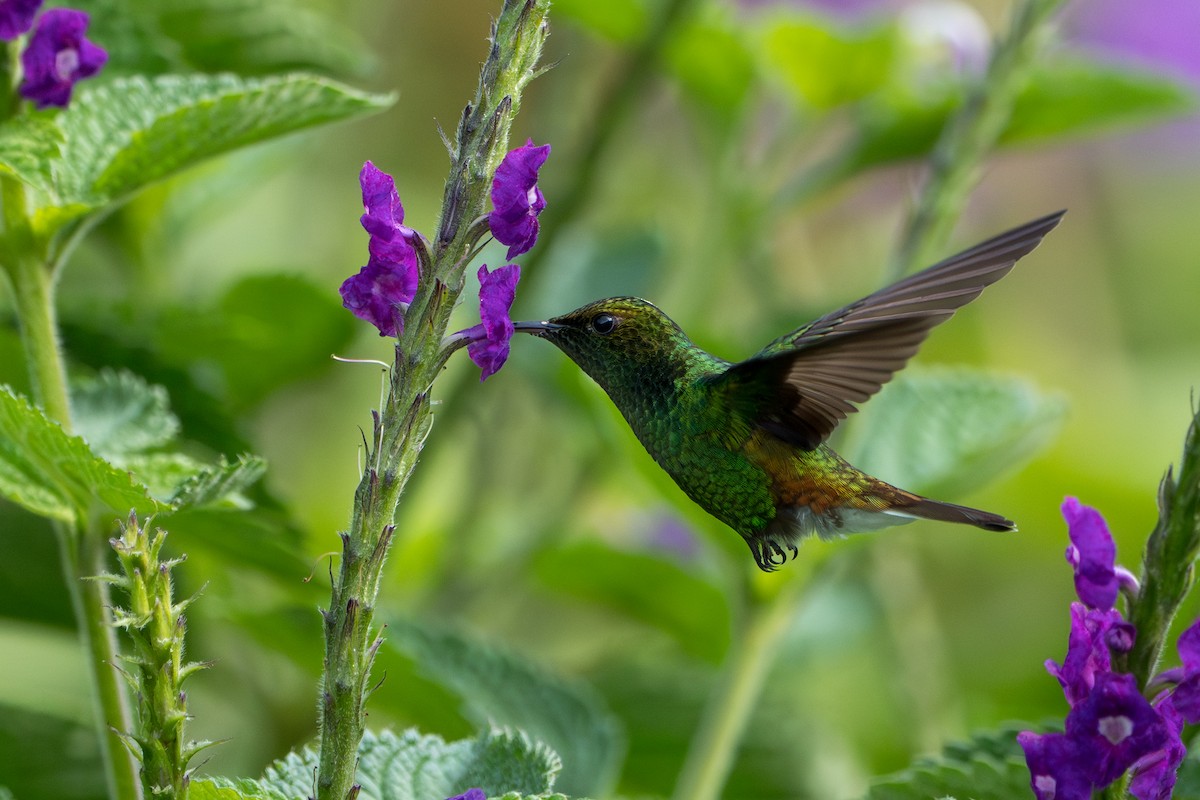 Coppery-headed Emerald - ML644006740