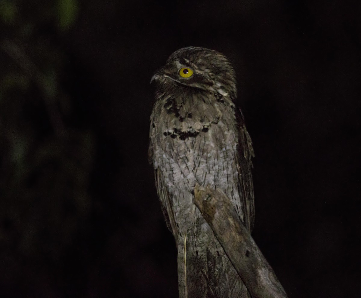 Northern Potoo - ML644006742