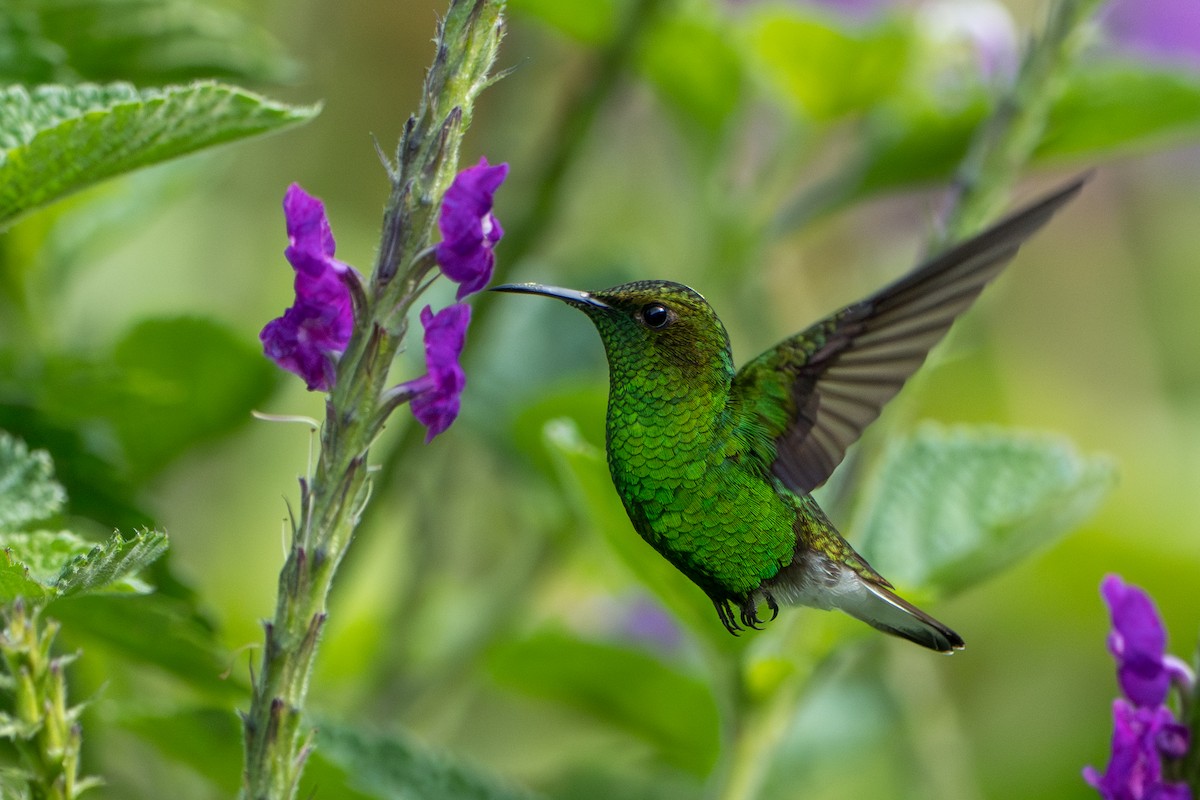 Coppery-headed Emerald - ML644006743