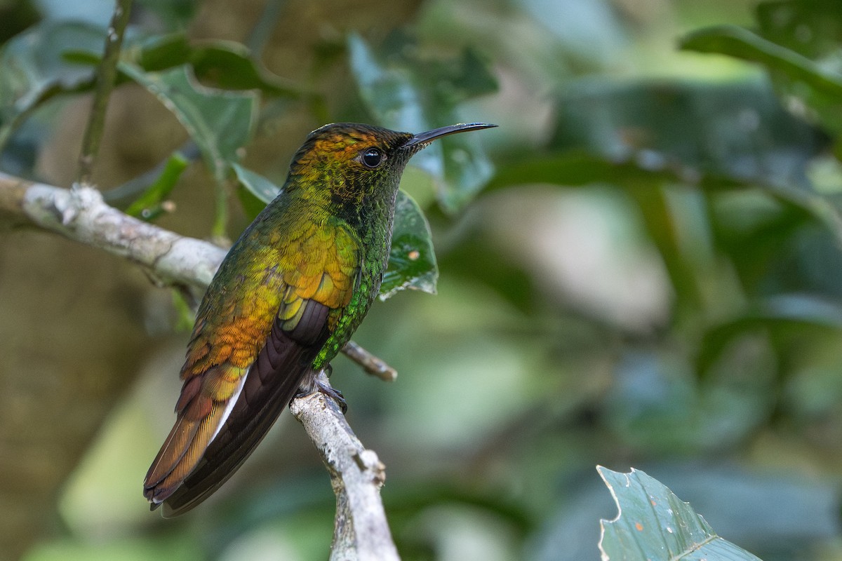 Coppery-headed Emerald - ML644006745
