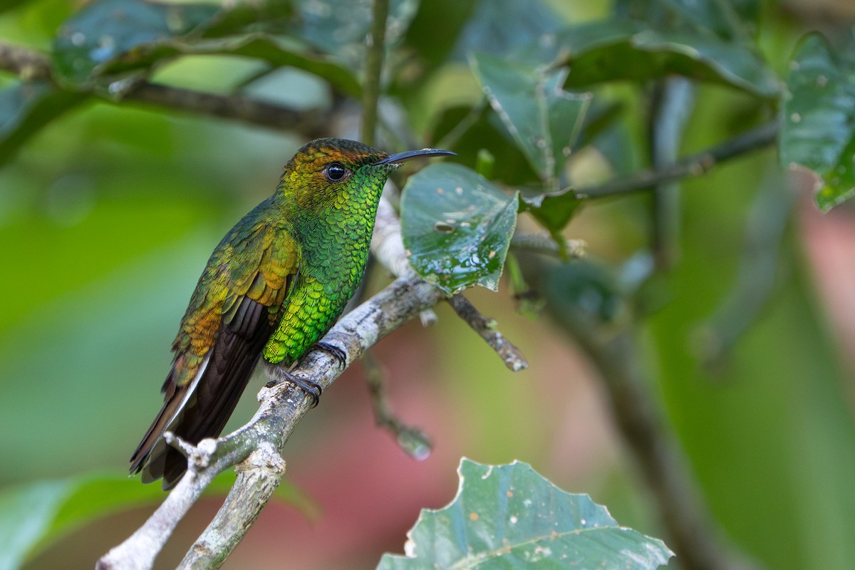 Coppery-headed Emerald - ML644006747