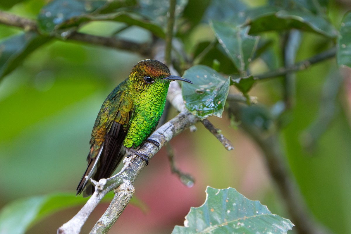 Coppery-headed Emerald - ML644006760