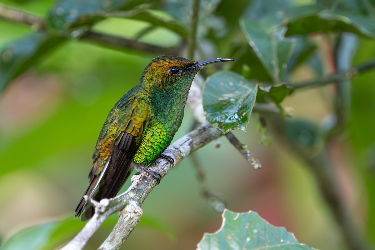 Coppery-headed Emerald - ML644006761