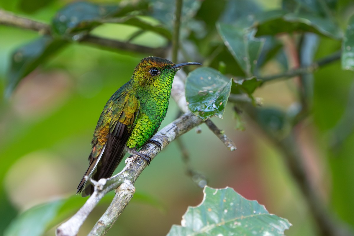 Coppery-headed Emerald - ML644006762
