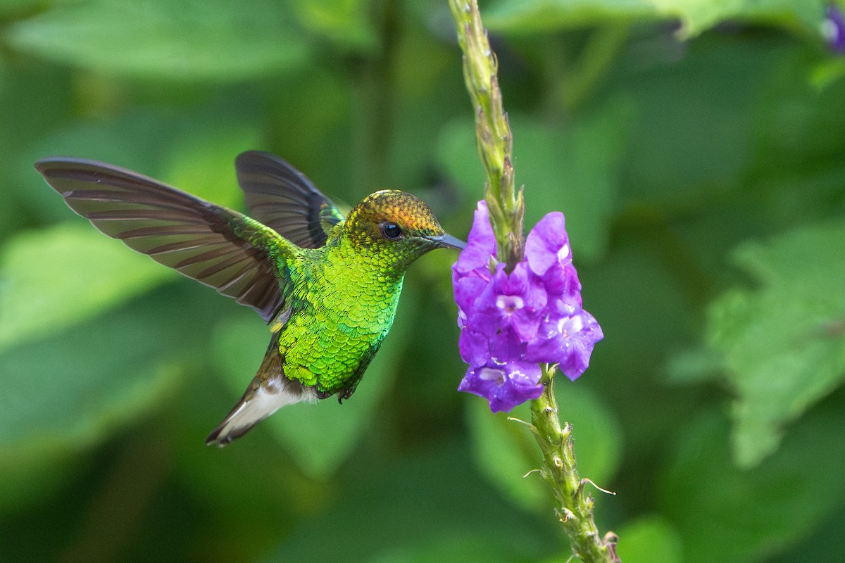 Coppery-headed Emerald - ML644006769