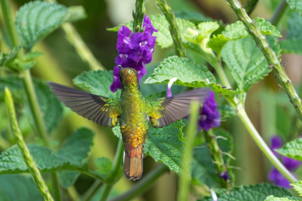 Coppery-headed Emerald - ML644006770