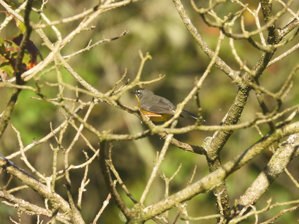 vifteparula - ML644006795