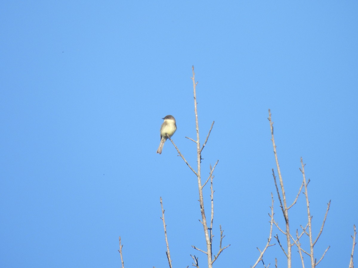 Eastern Phoebe - ML644006815