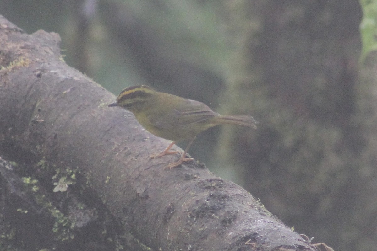 Choco Warbler - ML644006821