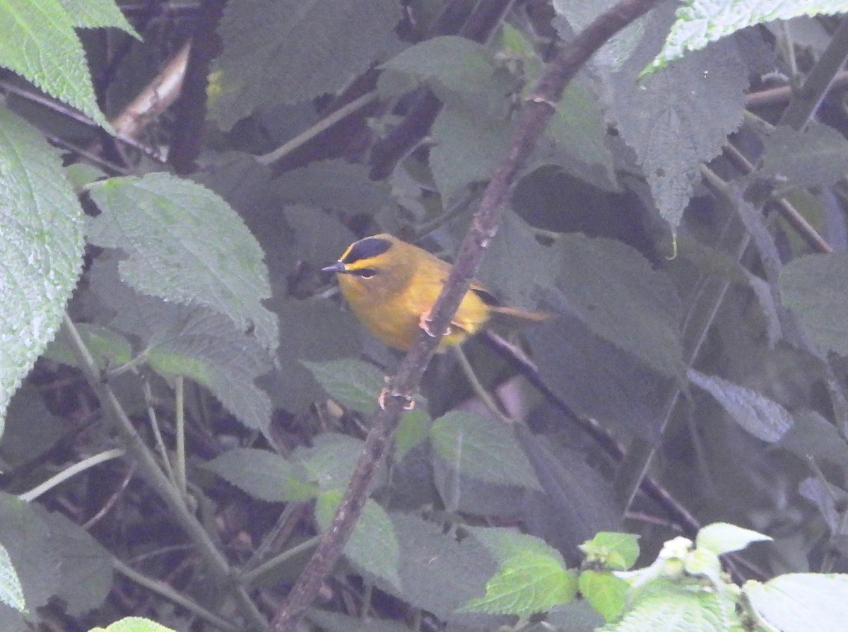 Black-crested Warbler - ML644006839