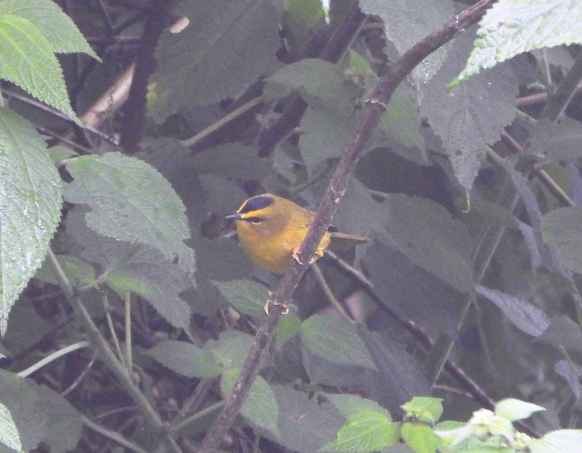 Black-crested Warbler - ML644006840