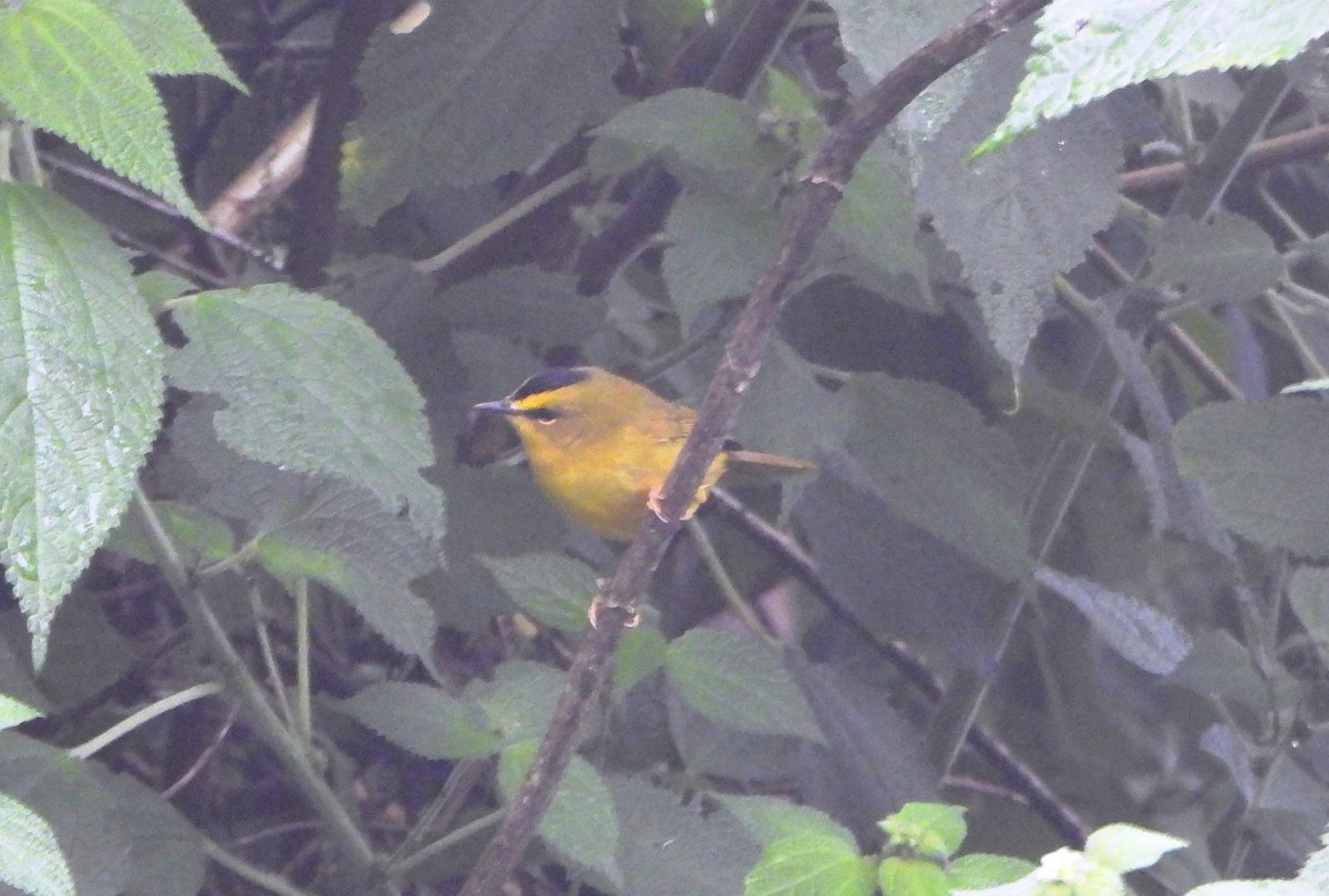 Black-crested Warbler - ML644006841