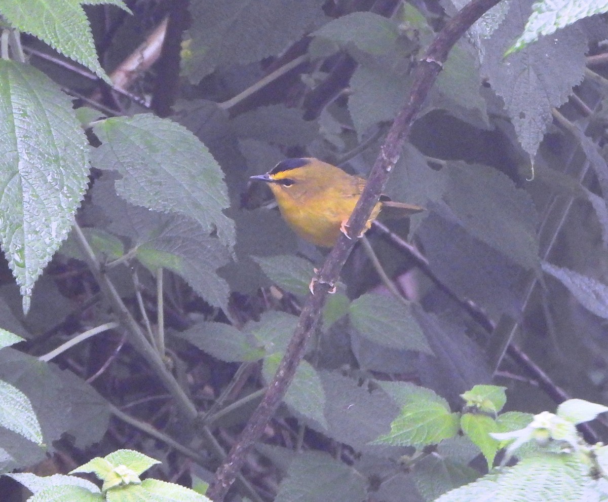 Black-crested Warbler - ML644006842