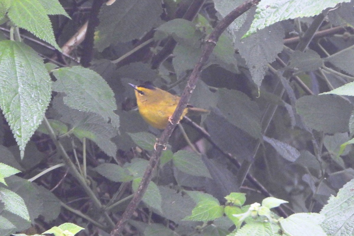 Black-crested Warbler - ML644006843