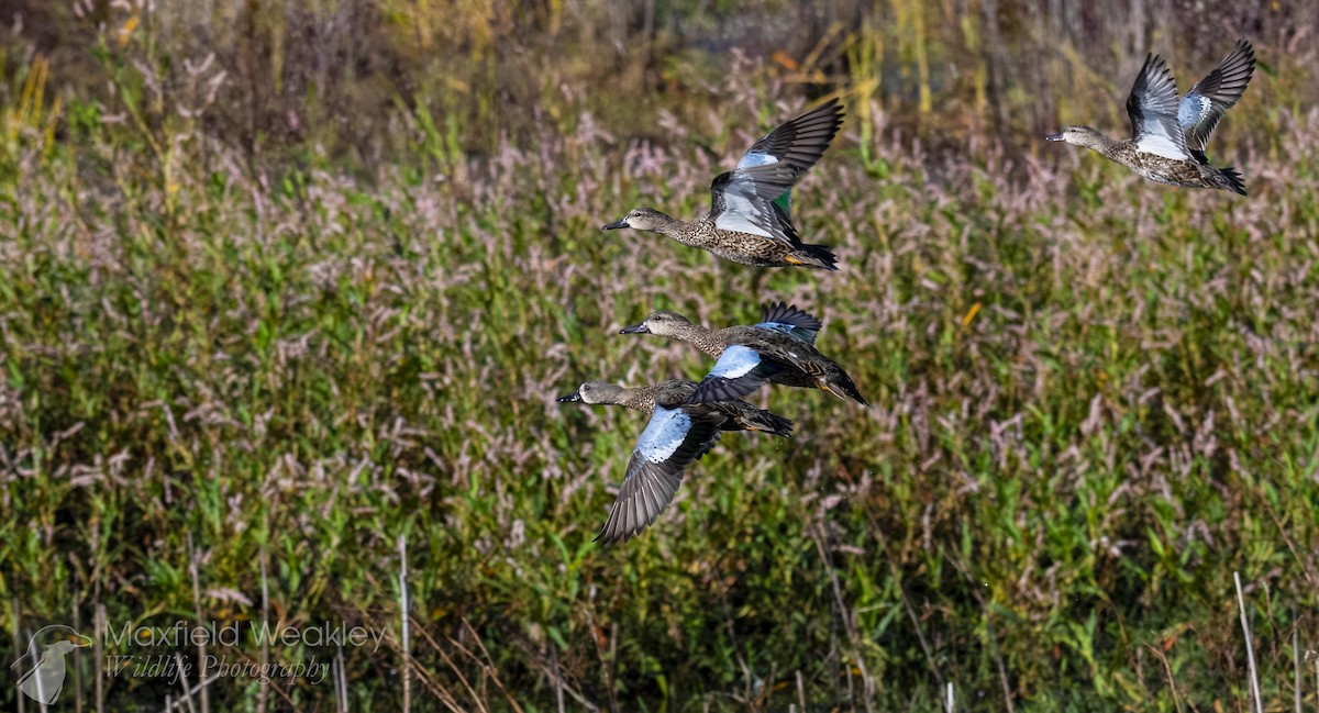 Blue-winged Teal - ML644006863