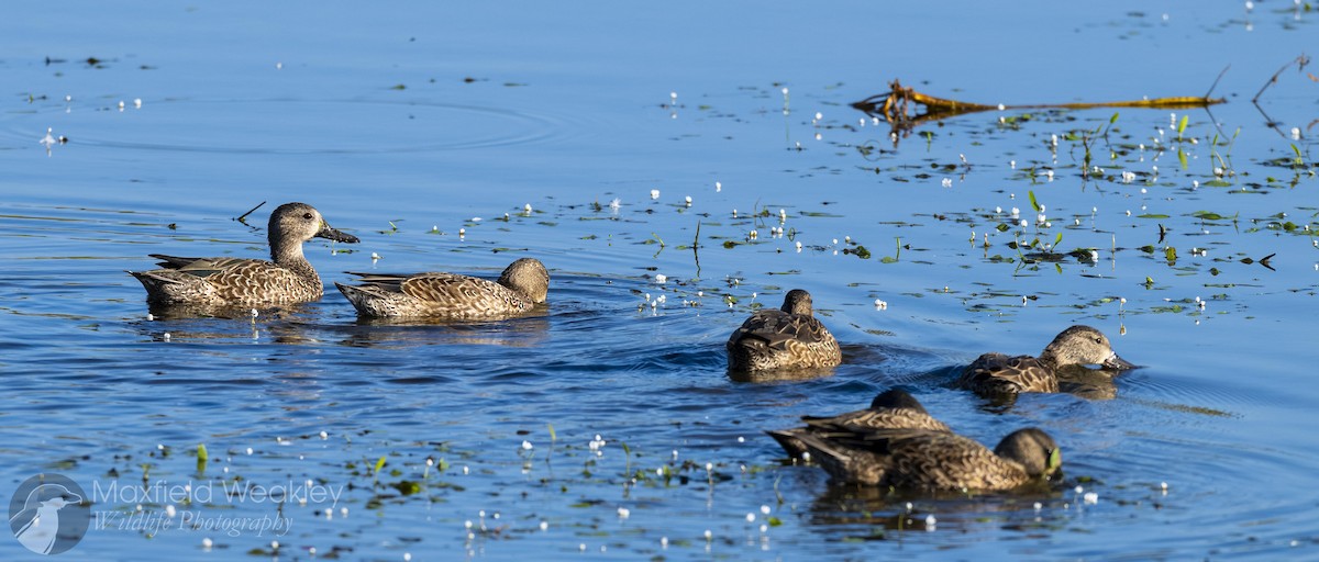 Blue-winged Teal - ML644006864