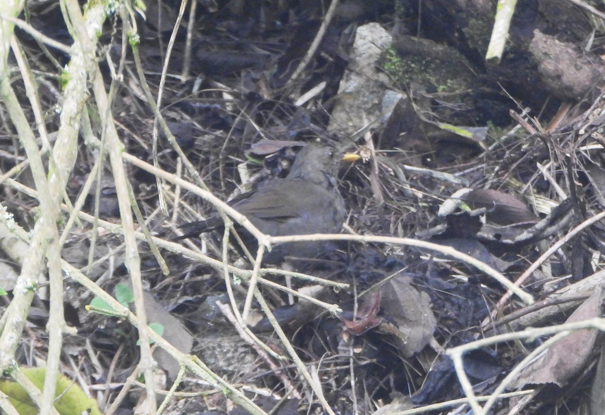 Merle lustré - ML644006870