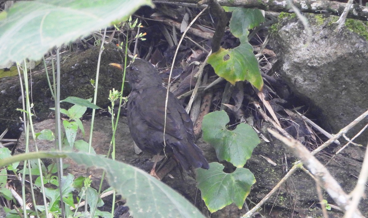 Merle lustré - ML644006871