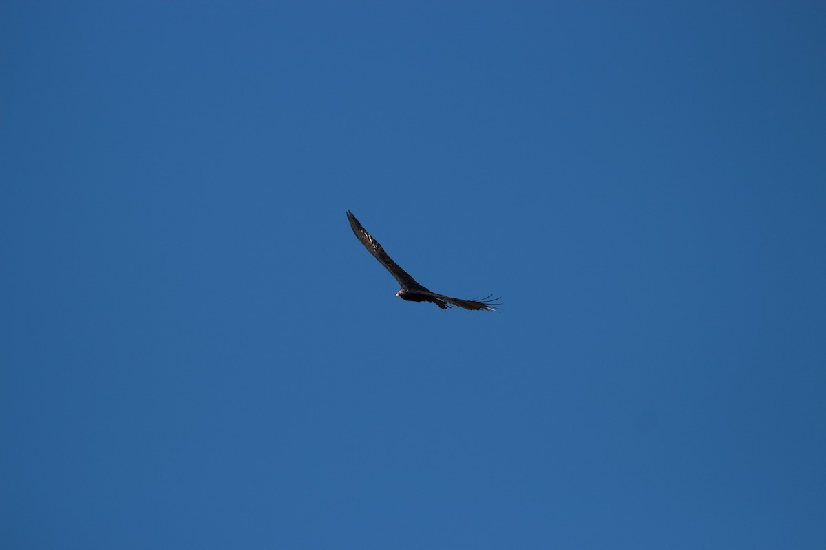 Turkey Vulture - ML644006898