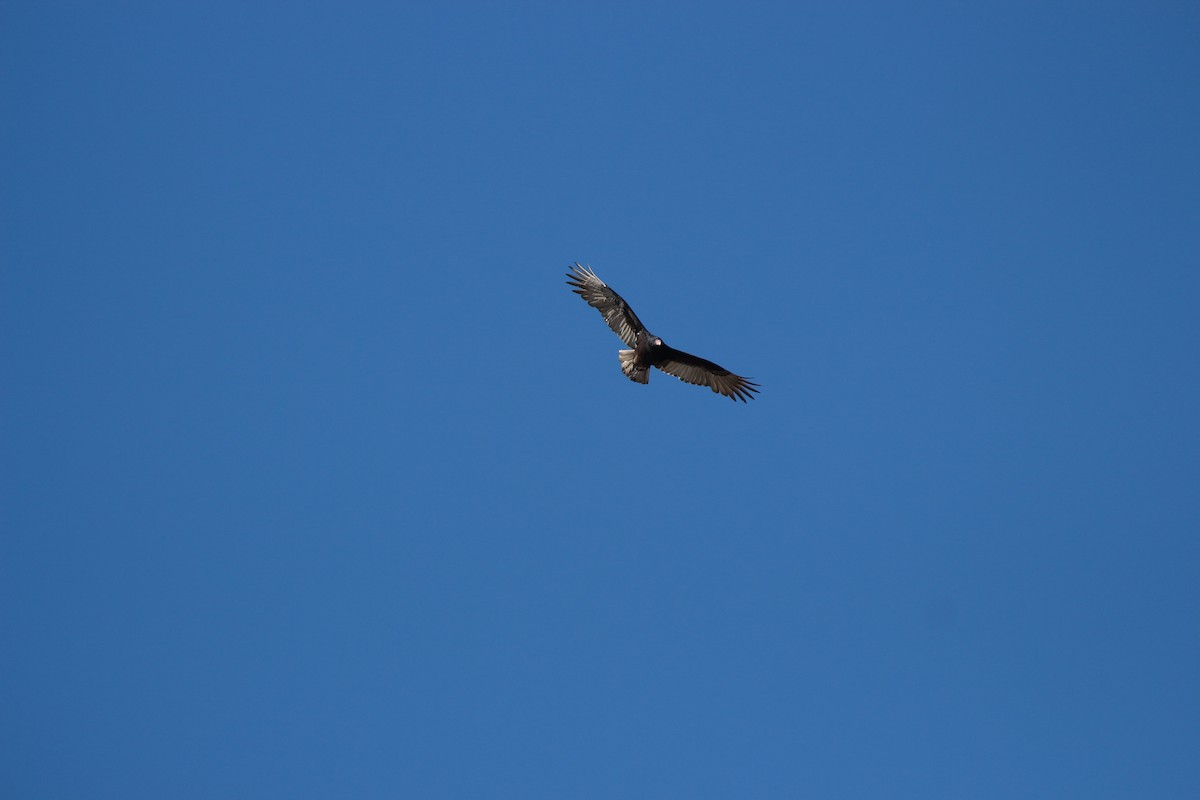 Turkey Vulture - ML644006899