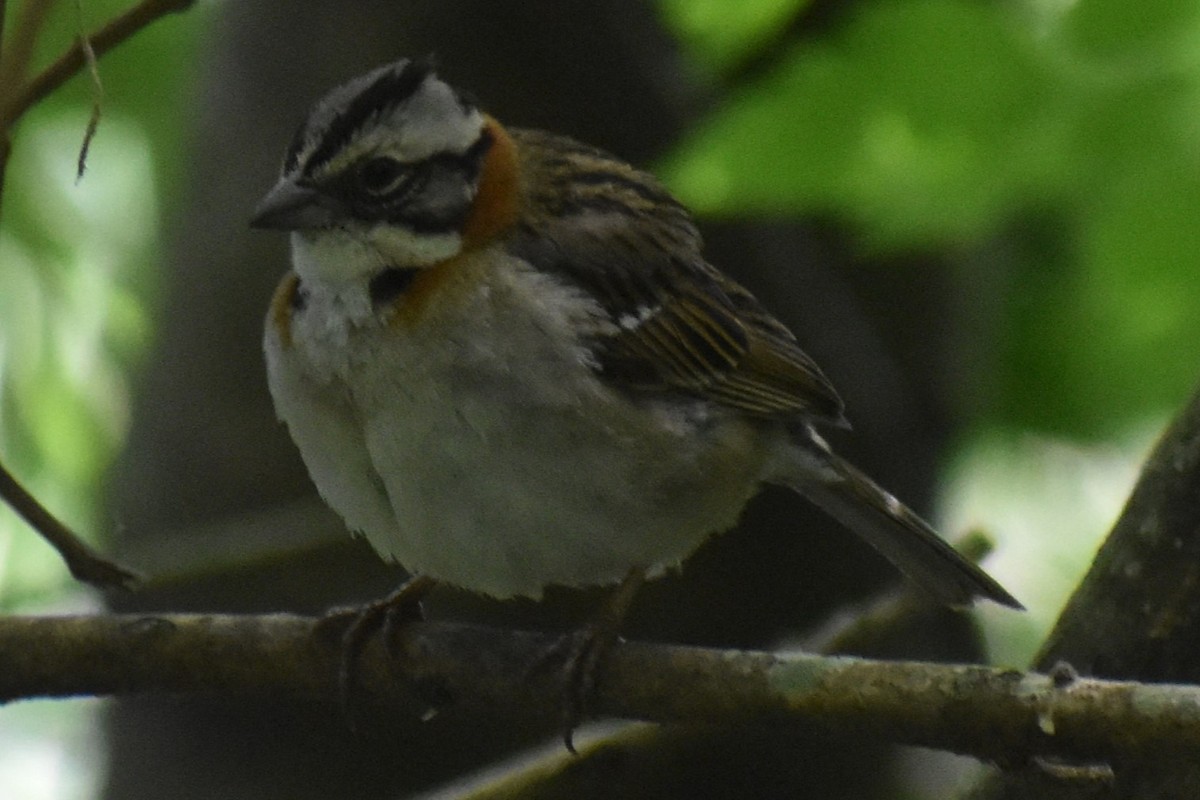 Rufous-collared Sparrow - ML644006900