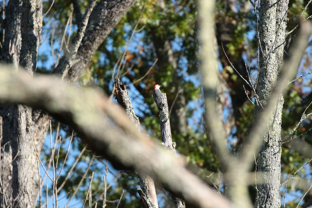 Red-bellied Woodpecker - ML644006907