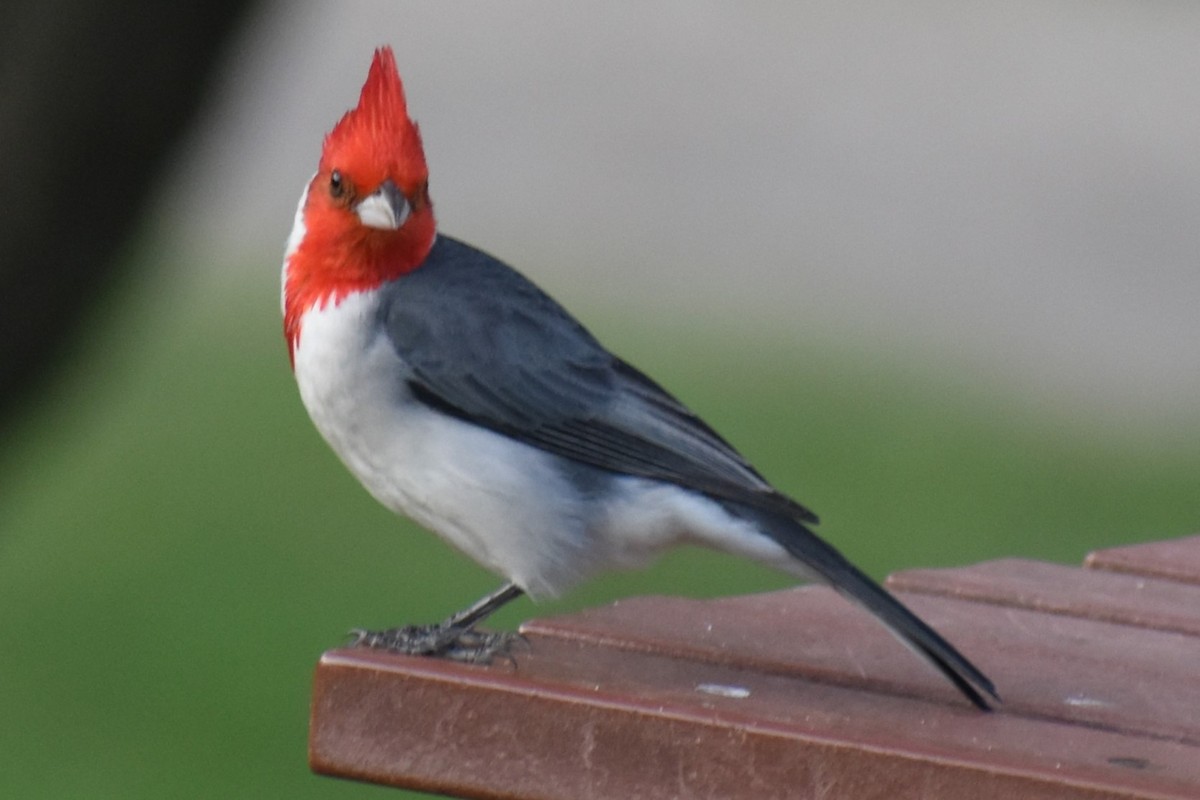 Red-crested Cardinal - ML644006912