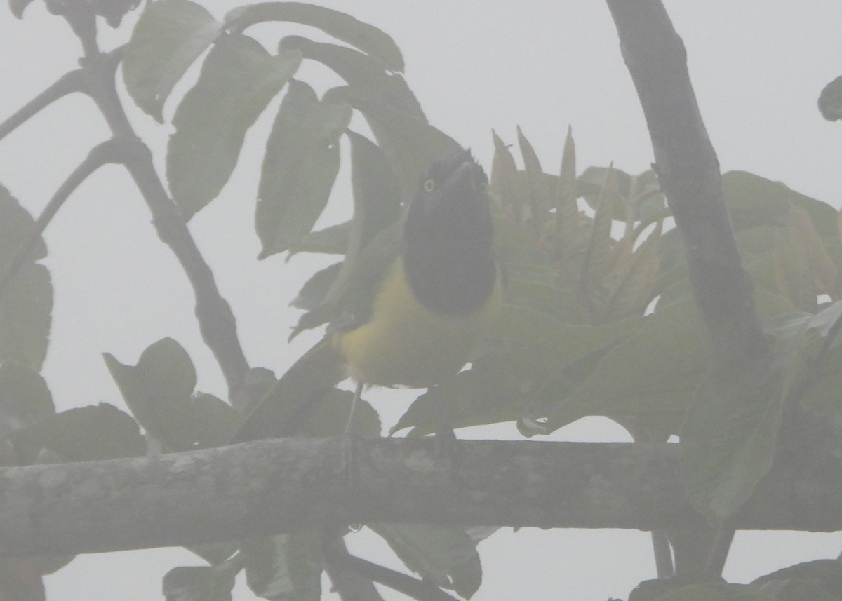 Green Jay - ML644006918