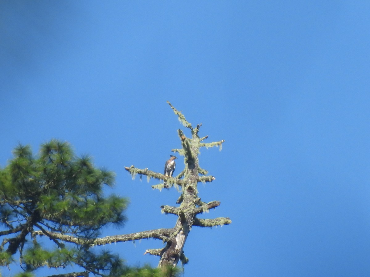 Ornate Hawk-Eagle - ML644006940