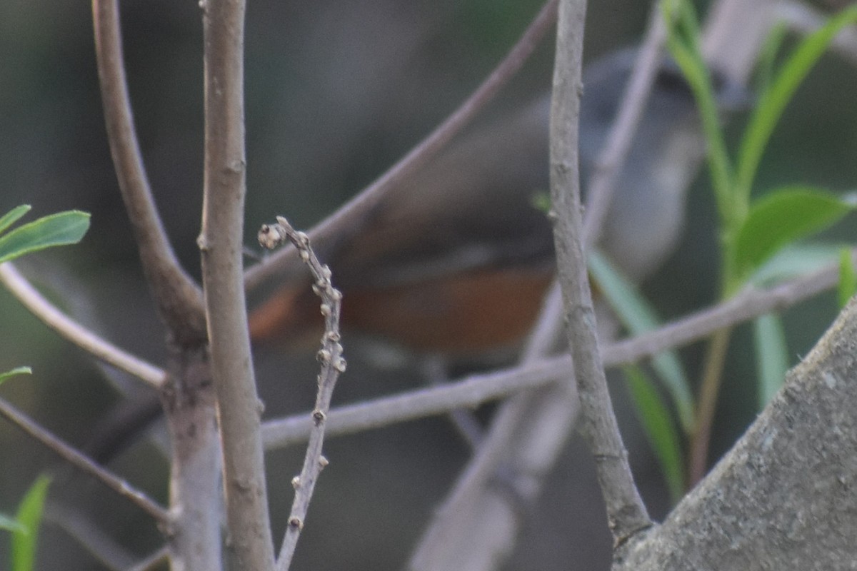 Gray-throated Warbling Finch - ML644006941