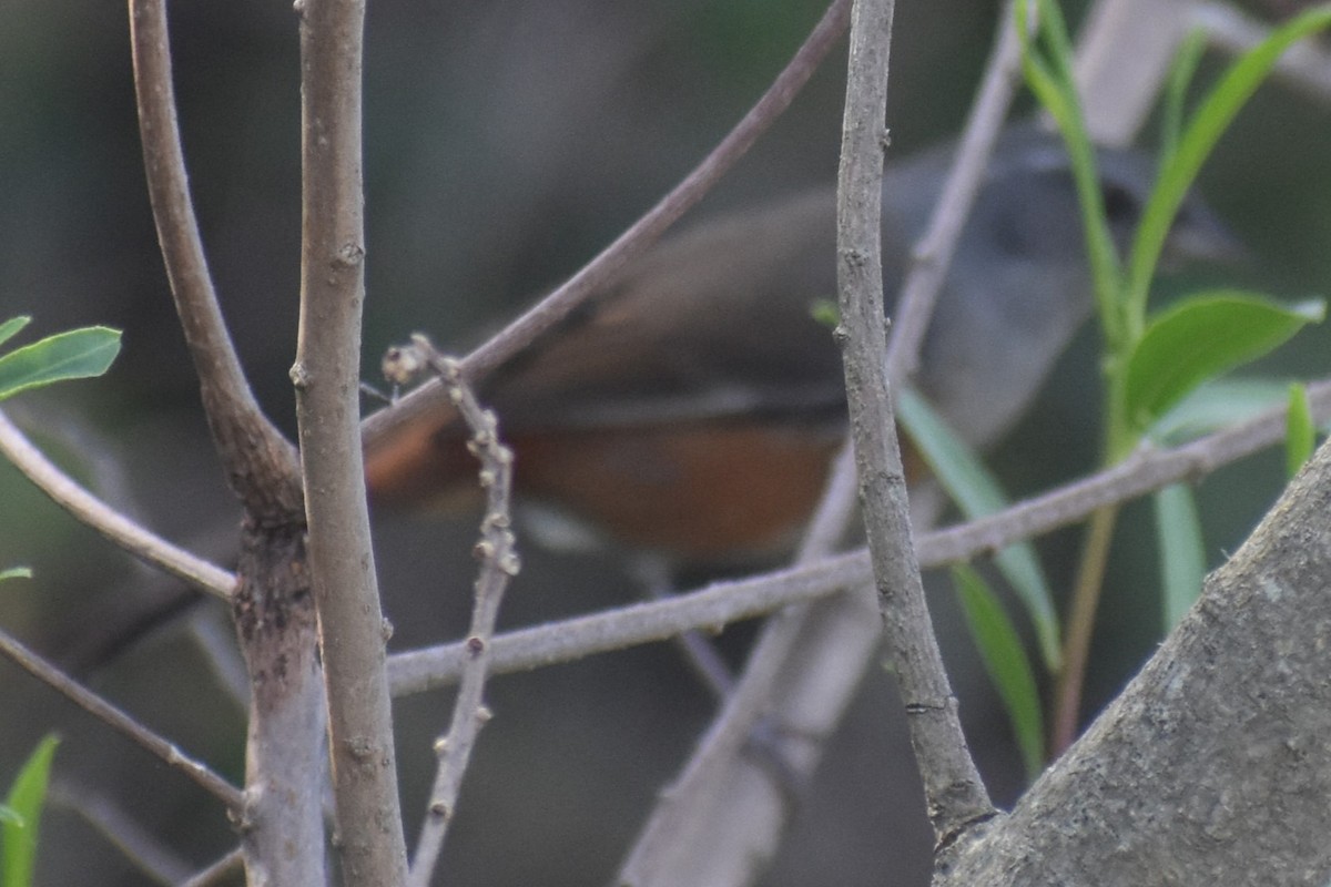 Gray-throated Warbling Finch - ML644006942