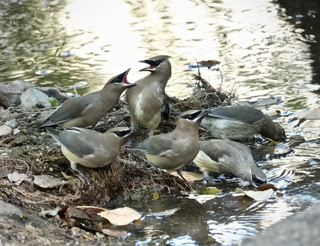 einersidensvans - ML644006943