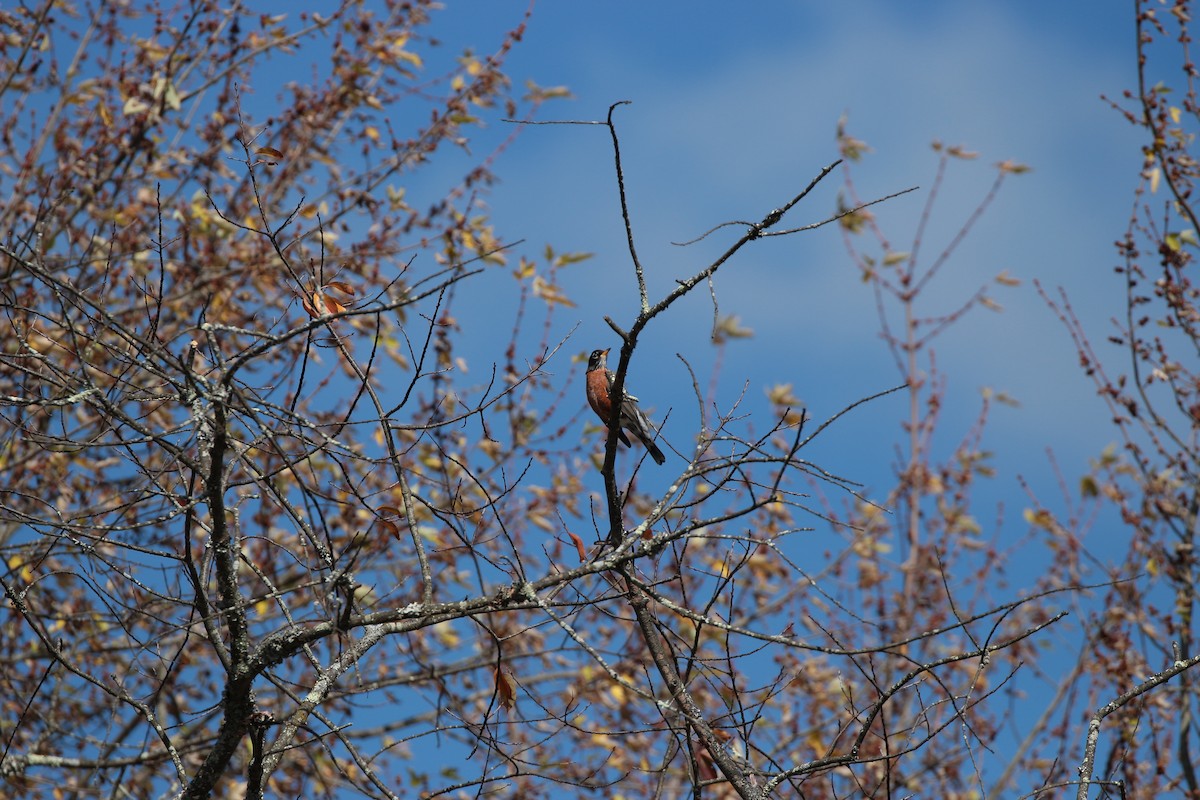 American Robin - ML644006946
