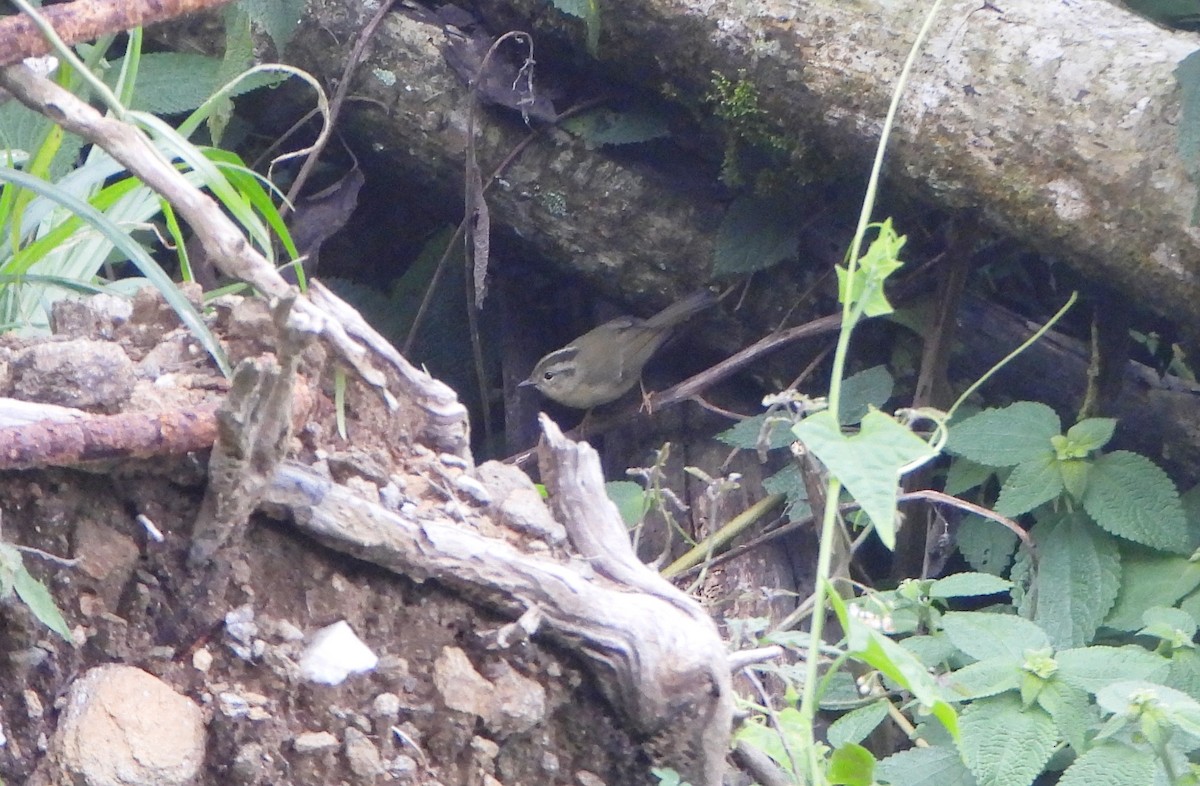 Three-striped Warbler - ML644006947