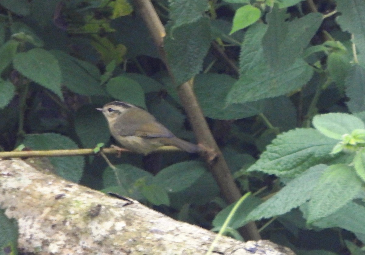 Three-striped Warbler - ML644006948