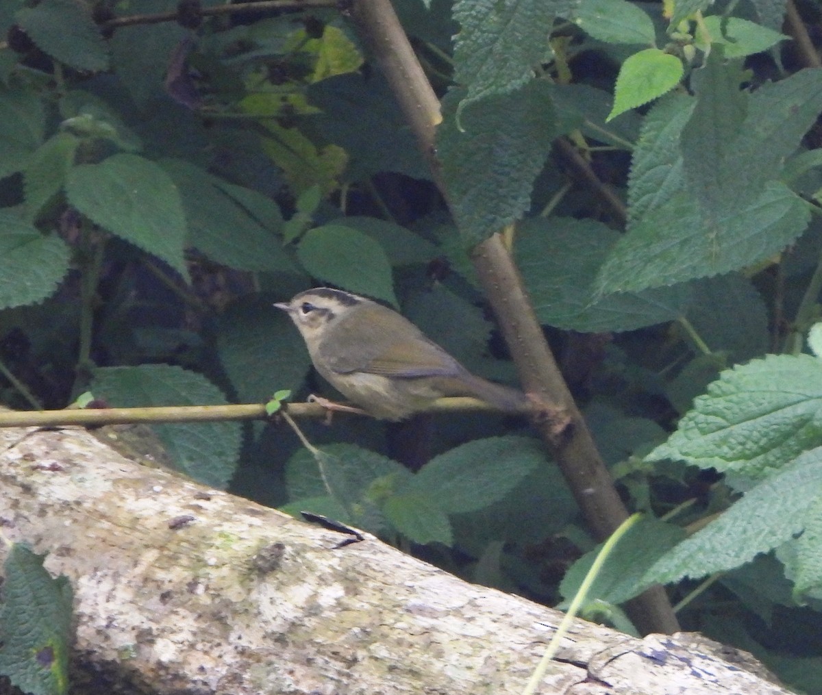 Three-striped Warbler - ML644006949