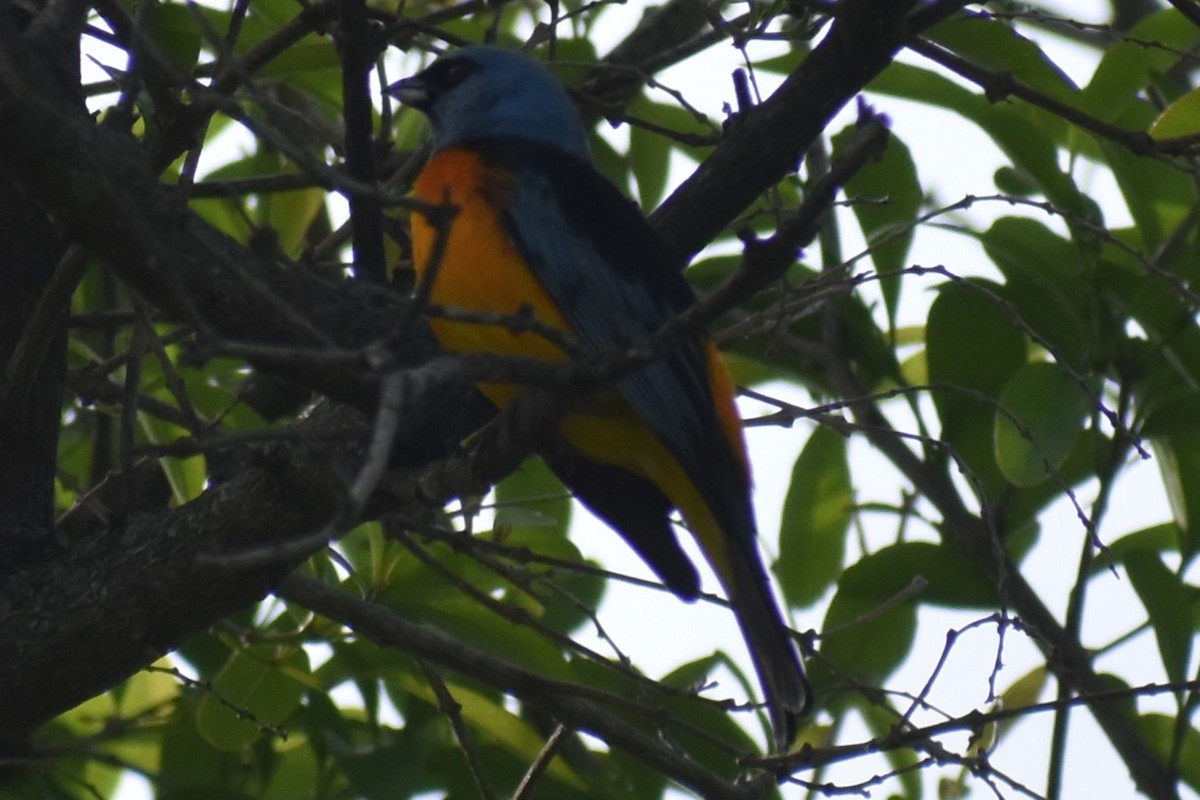 Blue-and-yellow Tanager - ML644006952