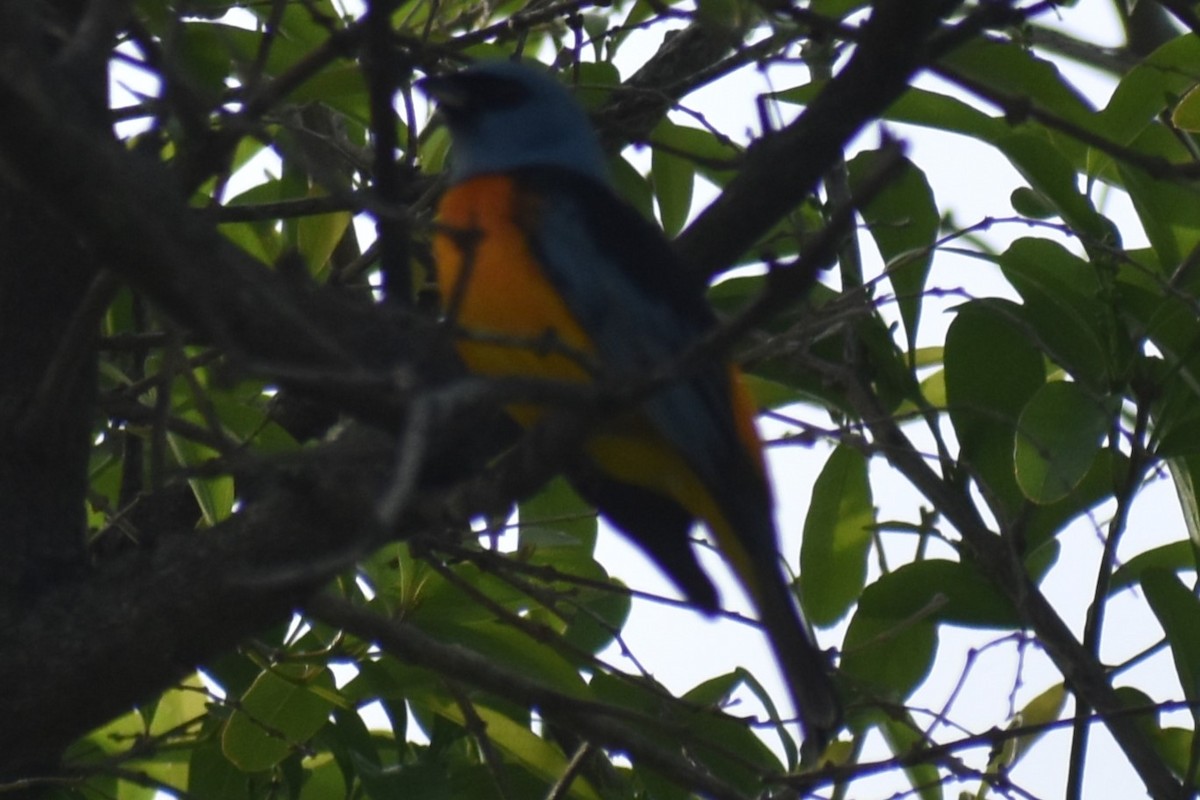 Blue-and-yellow Tanager - ML644006953
