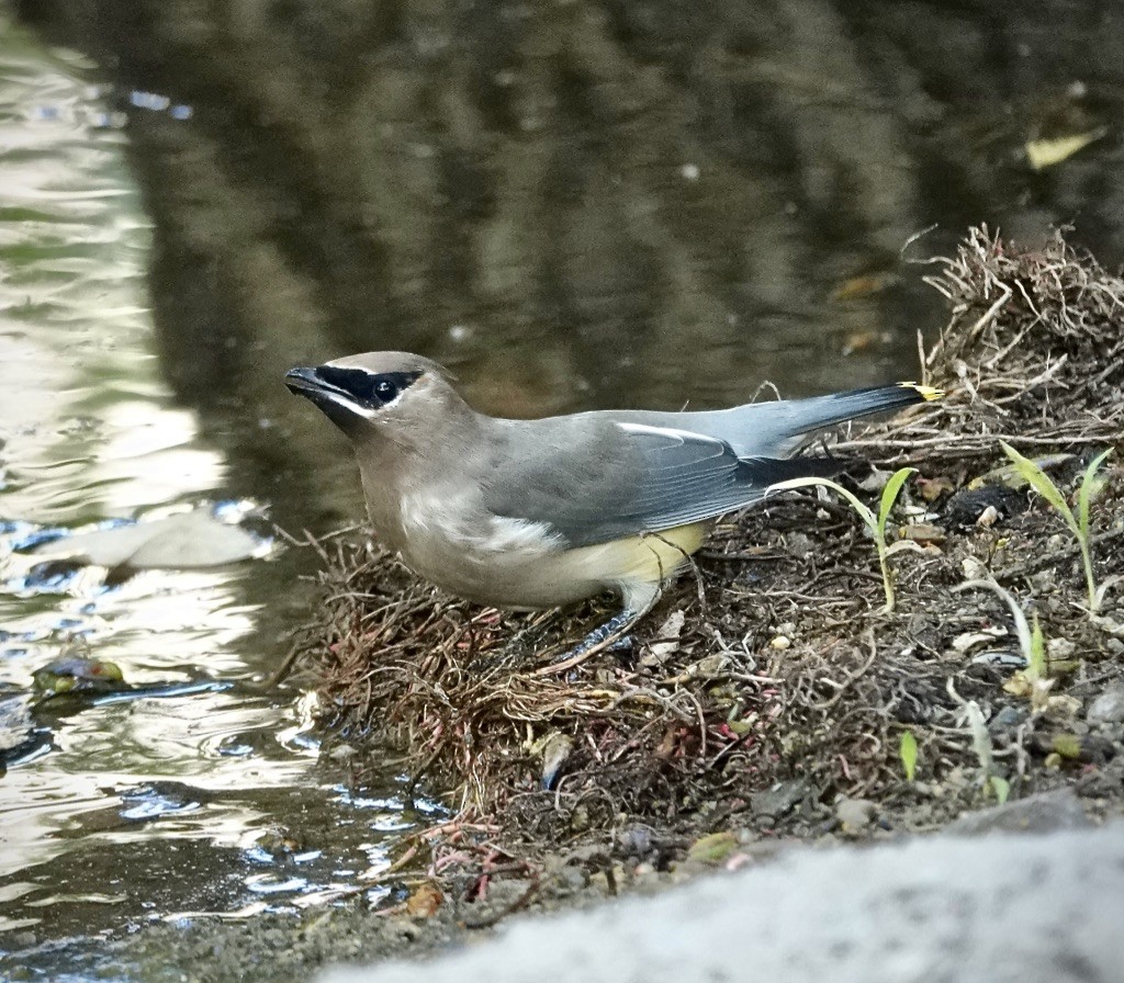 einersidensvans - ML644006965