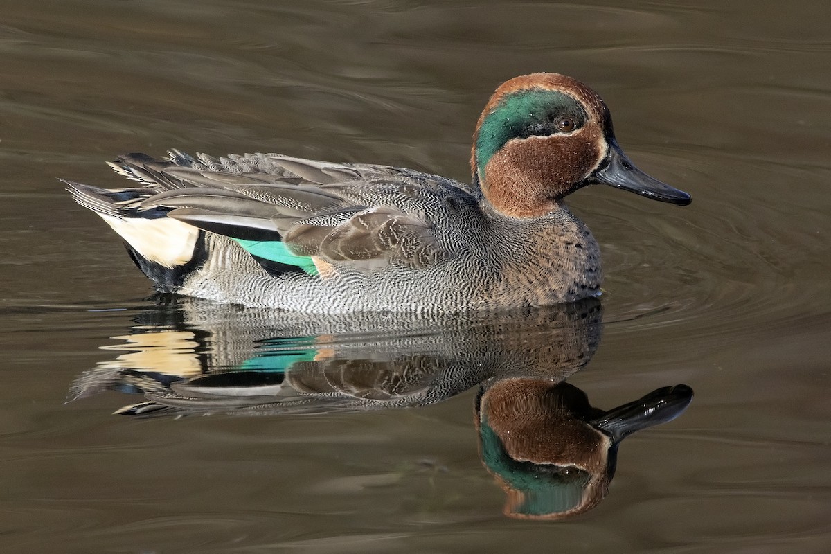 Green-winged Teal (Eurasian) - ML644006967