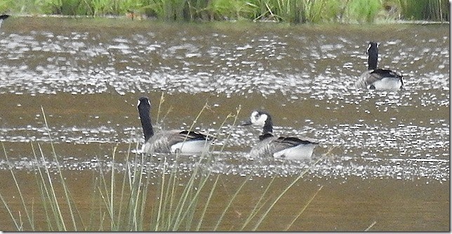 Canada Goose - ML644006970