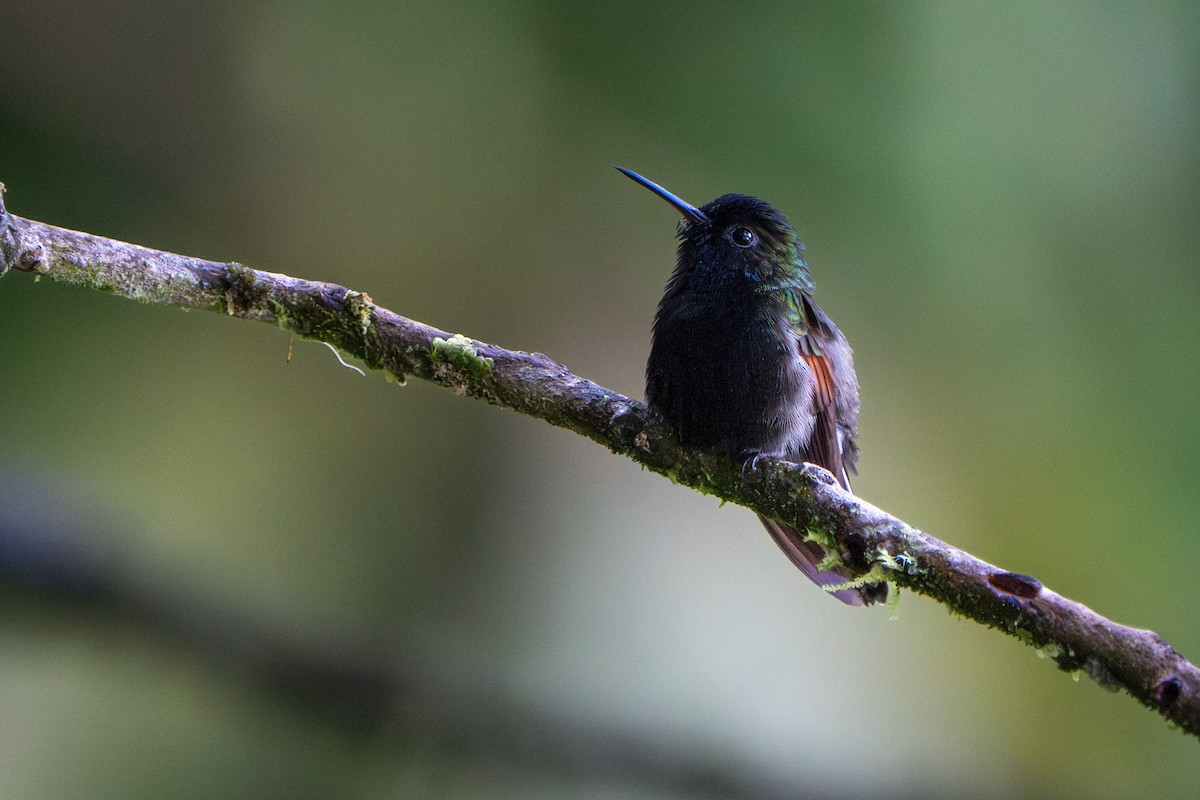Black-bellied Hummingbird - ML644006971